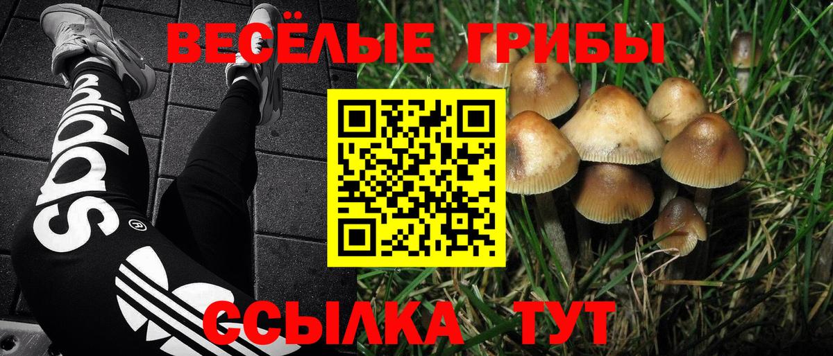 Псилоцибиновые грибы Psilocybe Комсомольск-на-Амуре
